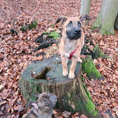 Hundetreffen-Hundefreunde aus der Umgebung-Bild