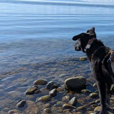 Hundetreffen-Spielrunde/ Gassitreffen-Bild