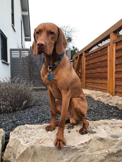 Magyar Vizsla UK-Beitrag-Bild