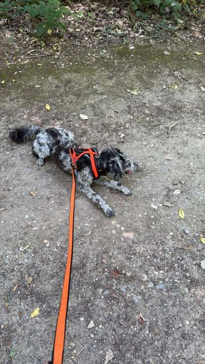 Hundetreffen-Hundesport - Canicross / Fahrrad / Laufen-Bild