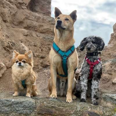 Hundetreffen-Training und Spieltreffen-Bild