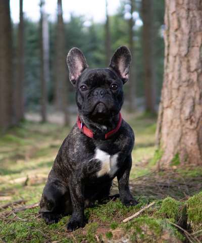 Hundetreffen-Freunde finden-Bild