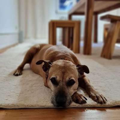 Hundetreffen-gemütliche Hunde- Oma-Bild