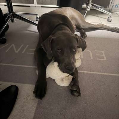 Hundetreffen-Wormser Field Dogs-Bild