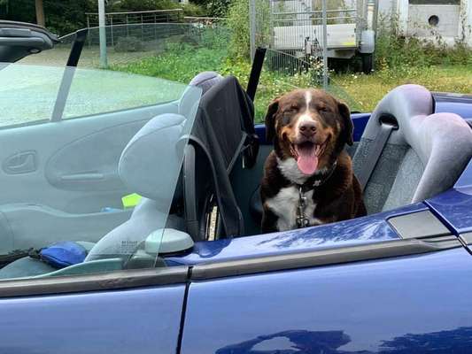 Appenzeller Sennenhunde-Beitrag-Bild