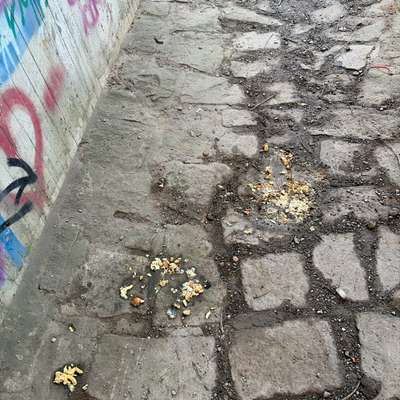 Giftköder-Evt. Giftköder-Bild