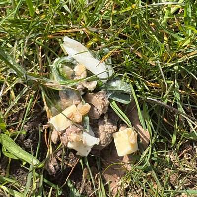 Giftköder-Möglicher Giftköder-Bild