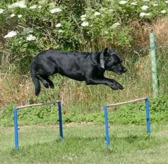 Die Dogorama Wochen Challenge-Beitrag-Bild