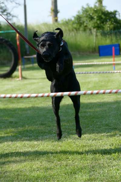 Die Dogorama Wochen Challenge-Beitrag-Bild