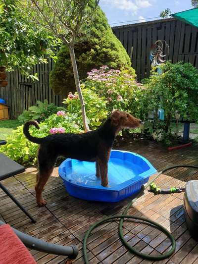 Dogorama-Monats-Challenge-Mai "Wasser"-Beitrag-Bild