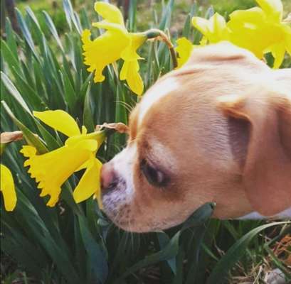 Die Dogorama Monats Challenge "Es grünt und blüht"-Beitrag-Bild