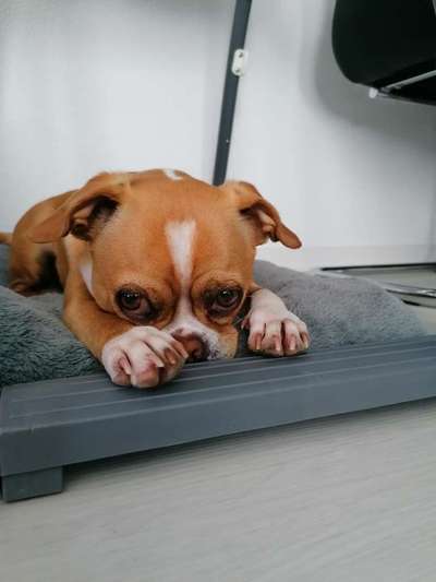 Mops mix-Beitrag-Bild