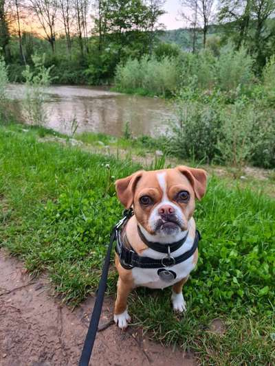 Dogorama-Monats-Challenge-Mai "Wasser"-Beitrag-Bild