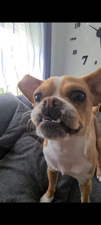 Die Dogorama-Wochen-Challenge "Die schönste Grimasse"-Beitrag-Bild