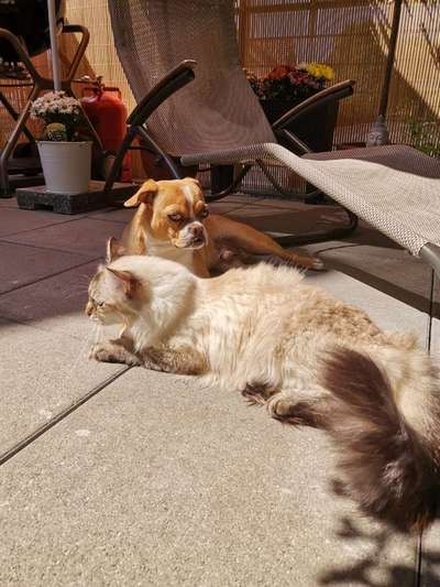 Hund und Katz Momente-Beitrag-Bild