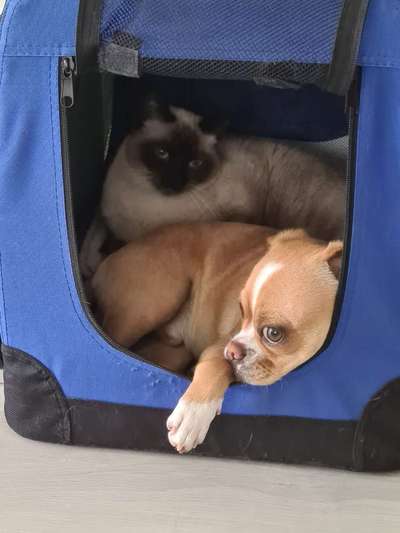 Hund und Katz Momente-Beitrag-Bild