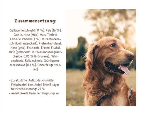 Hund mäkelig-Beitrag-Bild