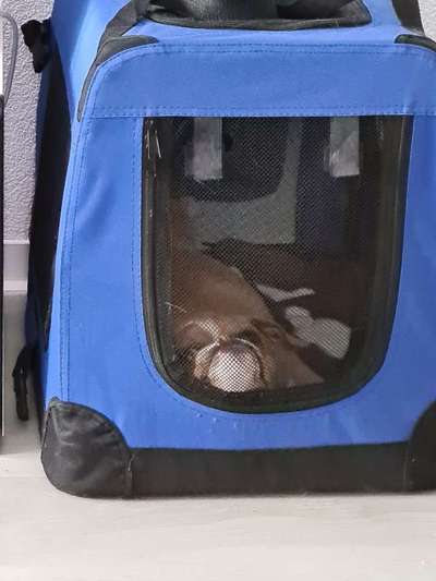 Zeige das lustigste Bild eures Hundis-Beitrag-Bild