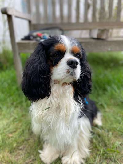 Cavaliere-Beitrag-Bild