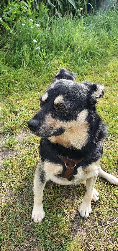 Australian Cattle Dog-Beitrag-Bild