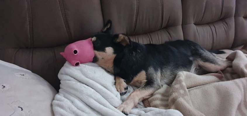 43. Fotochallenge-Zeigt mir eure Ball oder Frisbee verrueckten Hunde-Beitrag-Bild