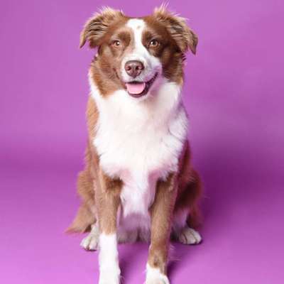 Hundetreffen-Hundefreunde gesucht-Bild