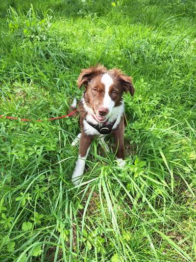 Hundetreffen-Hundefreunde gesucht-Bild