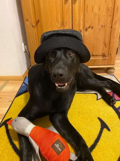 Die Dogorama Kalender Challenge Teil 3/4-Beitrag-Bild