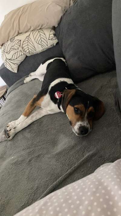 Hundetreffen-Spaziergang und Spielen-Bild