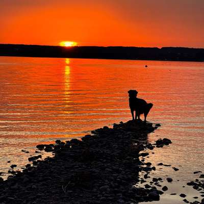 Hundeauslaufgebiet-Nordost Ufer Ammersee-Bild
