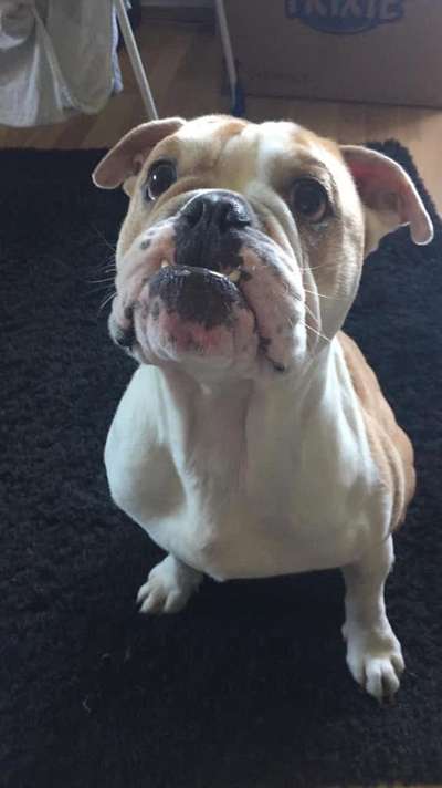 Olde English Bulldogge-Beitrag-Bild