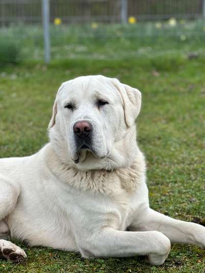 Herdenschutzhunde-Beitrag-Bild