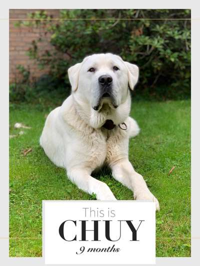 Zentralasiatischer Owtscharka-Beitrag-Bild