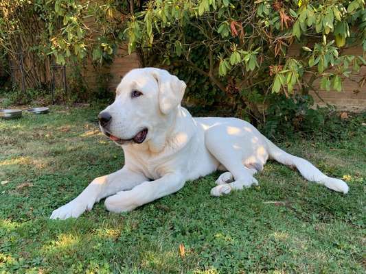 Reinrassige Hunde?-Beitrag-Bild