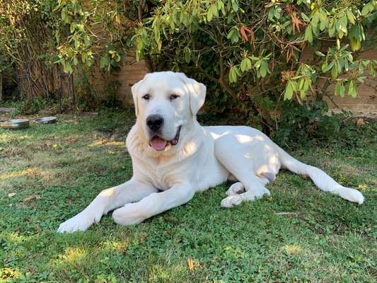 Reinrassige Hunde?-Beitrag-Bild