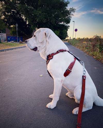 Reinrassige Hunde?-Beitrag-Bild