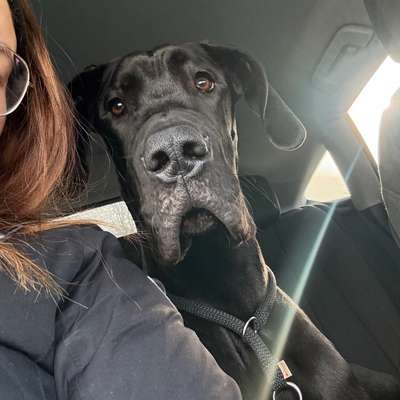 Hundetreffen-Spieltreffen gesucht ( deutsche Dogge)-Bild