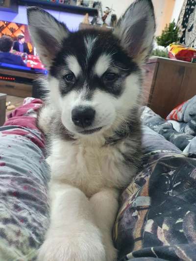 Welpen Bilder !-Beitrag-Bild