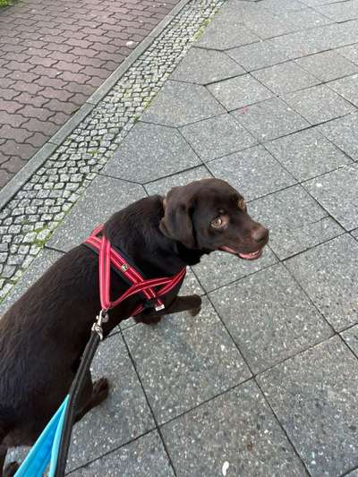 Hundetreffen-Friend for social walks-Bild