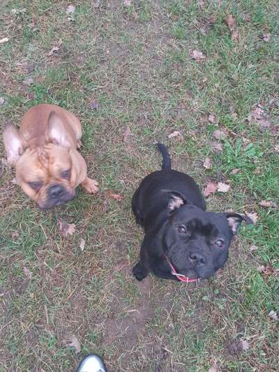 Bester Freund, Hundekumpel - zeigt her!-Beitrag-Bild