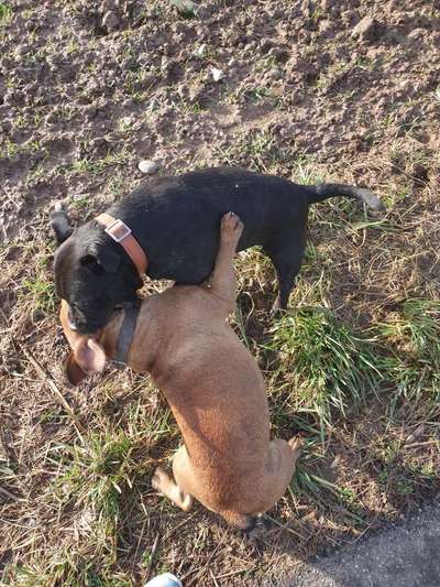 Bester Freund, Hundekumpel - zeigt her!-Beitrag-Bild