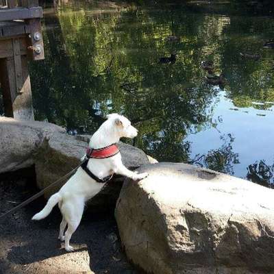 Dogorama-Monats-Challenge-Mai "Wasser"-Beitrag-Bild