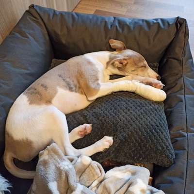 Windhunde - Treffen der besonderen Schönheiten
HERZLICH WILLKOMMEN-Beitrag-Bild