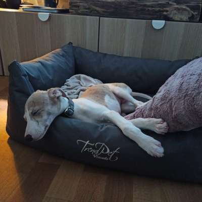 Windhunde - Treffen der besonderen Schönheiten
HERZLICH WILLKOMMEN-Beitrag-Bild