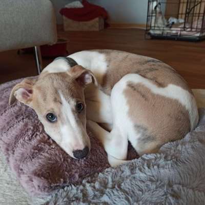 Windhunde - Treffen der besonderen Schönheiten
HERZLICH WILLKOMMEN-Beitrag-Bild