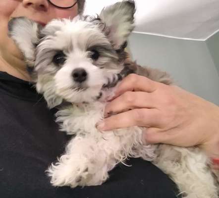 Welpen Bilder !-Beitrag-Bild