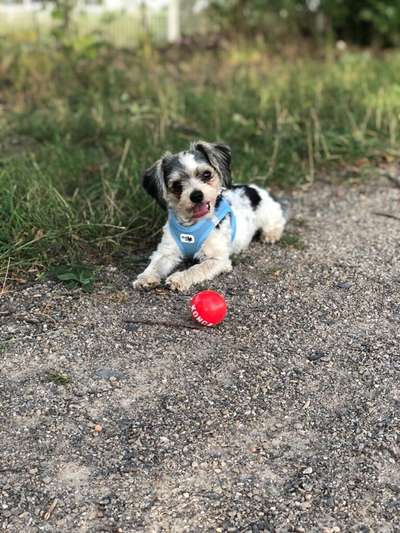 Die Dogorama Wochen Challenge-Beitrag-Bild