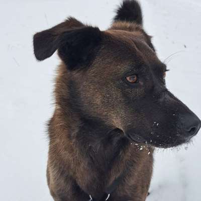 Hundetreffen-Gassi Treffen-Bild