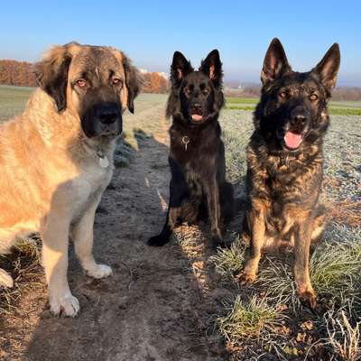 Hundetreffen-3 große Mädels zum Treffen (Spazieren, Spielen, was auch immer)-Bild