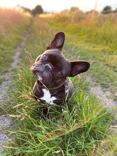 Challenge 23 : "  Euer Hund beim Frühlingserwachen "-Beitrag-Bild